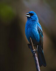 Obraz premium Blue bird on a branch. An Indigo Bunting a small, vibrant blue bird perched on a branch