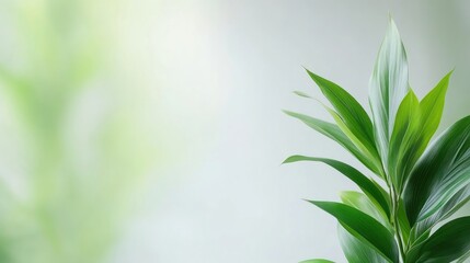 Naklejka premium Dracaena Plant Lush Greenery, Soft Focus, High-Definition, Close-up Right Side, Vibrant Texture, Growing Scene, White Background, Fresh Green Tones, Ideal for Wellness Ads