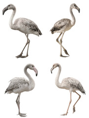 Obraz premium Juvenile Flamingo Side View