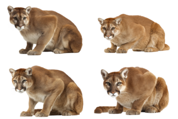 Majestic Mountain Lion Portrait