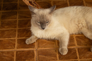 Um gato, sem raça definida, deitado no chão da varanda,  descansando.