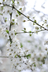 spring cherry and apricot blossom. spring time