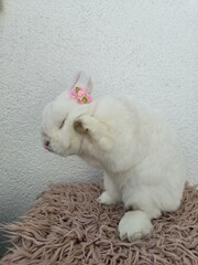 Easter bunny - Królik Wielkanocny © Sylvana