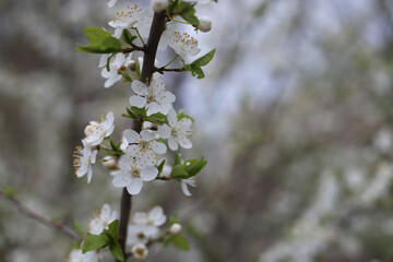 spring cherry and apricot blossom. spring time