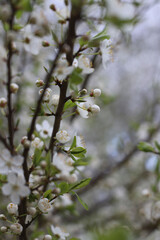 spring cherry and apricot blossom. spring time