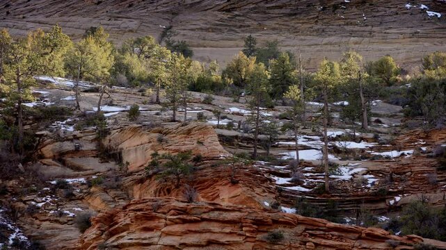 Winter reveals a breathtaking landscape in Zion National Park, Utah, where snow clings to the colorful rock formations and towering pine trees under a clear blue sky.