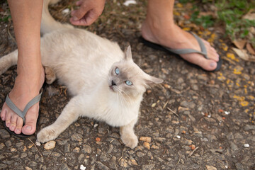 Detalhe de um gato deitado tranquilamente no chão, e uma pessoa fazendo carinho nele.