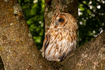 Tawny Owl, also known as a Brown Owl, Strix aluco