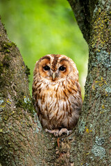 Tawny Owl, also known as a Brown Owl, Strix aluco