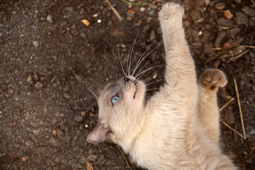 Um gato bonito deitado no chão, brincando com algo.