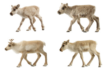 Fototapeta premium Adorable Reindeer Calf Walking