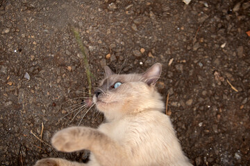 Um gato bonito deitado no chão, brincando com algo.