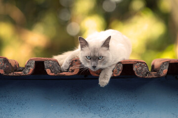 Um gato bonito, peludo, tranquilamente deitado sobre o muro e olhando diretamente para a câmera.