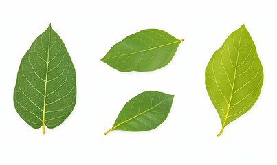 Fototapeta premium Four Varieties of Leaves on Transparent Background for Clean Design