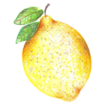 Watercolor Lemon Hand-painted Illustration