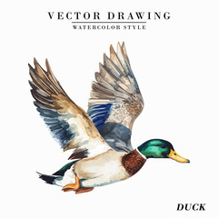 Vintage Watercolor Duck Bird Vector Illustration Isolated