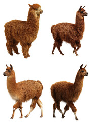 Shaggy Brown Llama Side View
