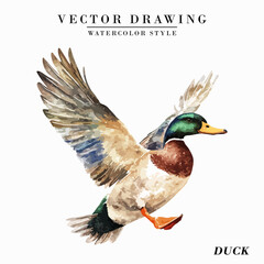 Vintage Watercolor Duck Bird Vector Illustration Isolated