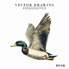 Vintage Watercolor Duck Bird Vector Illustration Isolated