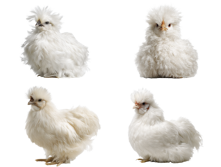Fluffy White Silkie Chicken Portrait