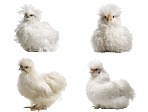 Fluffy White Silkie Chicken Portrait