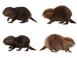 Obraz premium Chocolate Beaver Clipart