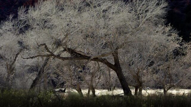 Dramatic contrast of barren cottonwood trees against dark cliffs at Zion National Park during twilight hours in Utah.