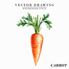 Watercolor Style Carrot Vegetable Vector on White Background