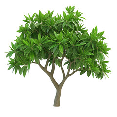 3D Yuka Tree with Long Pointed Leaves Isolated on Transparent Background