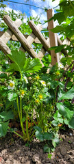 Garden strawberries during flowering and with green not ripe berries, covered with delicate white flowers. Spring work in the garden.