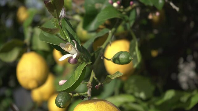 Lemon Tree Flower with Buds and Ripe Lemons in the Background
