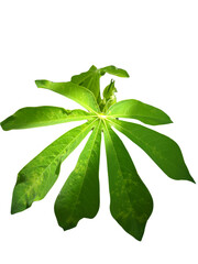 Obraz premium green cassava plant leaves with transparent background png