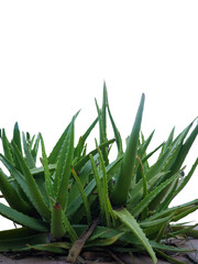 Obraz premium green aloe vera plant with transparent background png