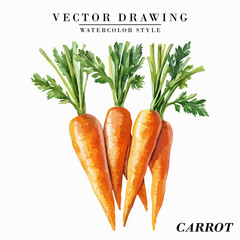 Watercolor Style Carrot Vegetable Vector on White Background