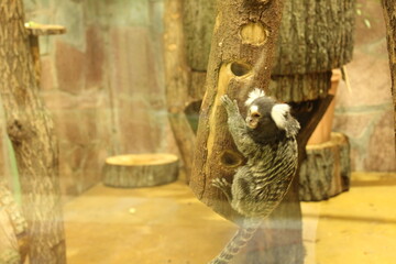 De Brazza's Monkey sitting on a stump close-up