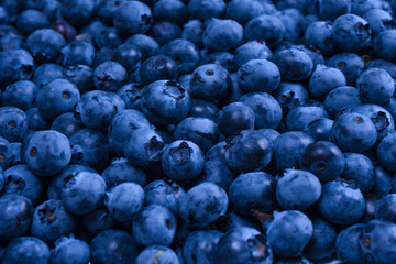 Fresh blueberry background. Texture blueberry berries close up.