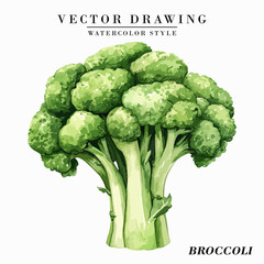 Watercolor Style Broccoli Vegetable Vector on White Background