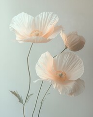 Delicate white poppy flowers with soft pastel tones against a light background