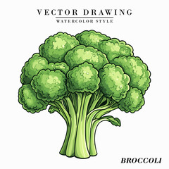 Watercolor Style Broccoli Vegetable Vector on White Background