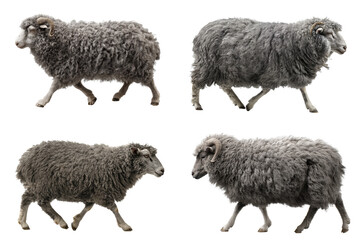 Curly Gray Gotland Sheep Portrait