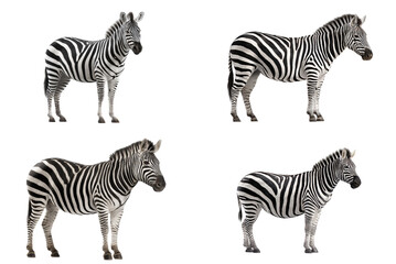 Fototapeta premium Majestic Zebra Silhouette