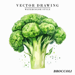Watercolor Style Broccoli Vegetable Vector on White Background