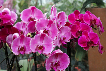 pink orchid flowers