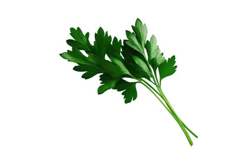 Vibrant green parsley sprig isolated on a transparent background