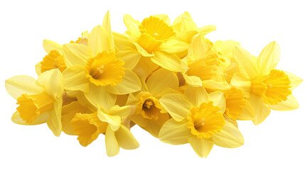 Obraz premium Yellow daffodil flowers on white background