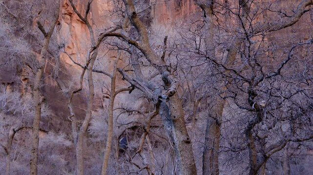 Dramatic contrast of barren cottonwood trees and red cliffs at Zion National Park during twilight hours in Utah.