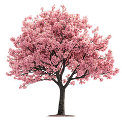 Blooming Cherry Blossom Tree with Soft Pink Flowers Isolated on Transparent Background