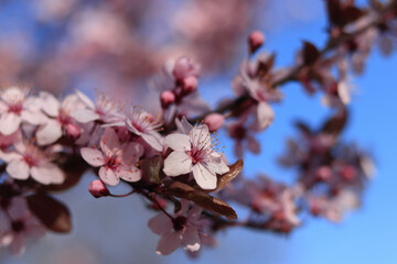 Spring cherry blossom flowers with soft focus and vibrant natural light. Ideal for wedding themes, seasonal greeting cards, and feminine designs