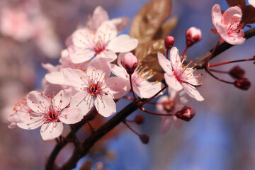 Macro shot of delicate cherry flowers in full bloom. Perfect for nature-themed designs, spring promotions, or romantic visuals.