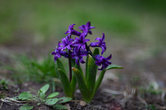 Purple hyacinth flowers in spring garden closeup 